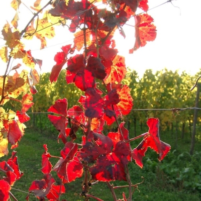 10220021 Frueburgunder gegenlicht